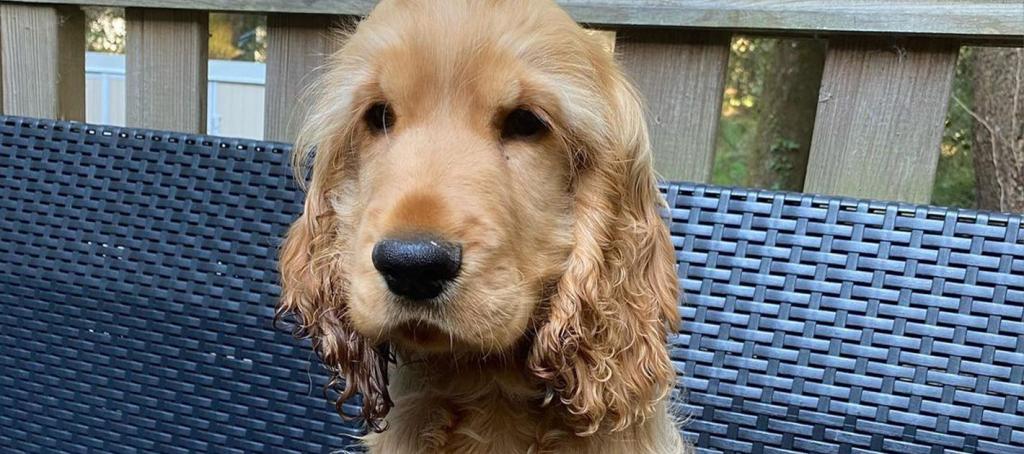 Votre chien est pressé de partir en balade aux alentours du camping Siblu bois de bayadène, il vous attend patiemment 